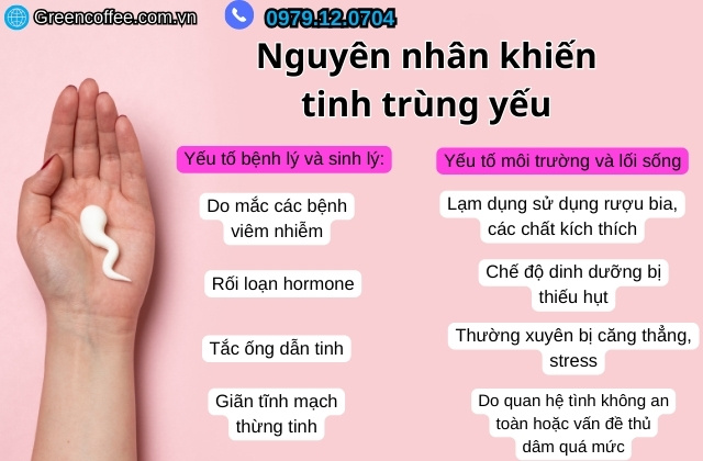Tinh trùng yếu do đâu, uống gì để tăng chất lượng tinh binh?